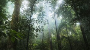 Hutan Belantara Kalimantan