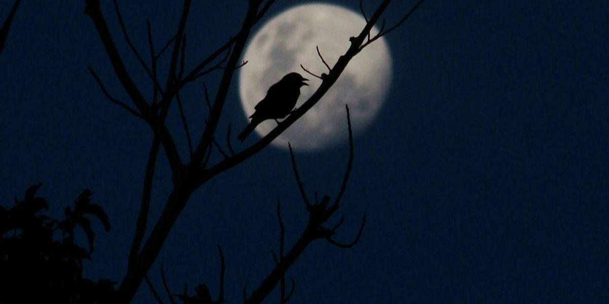 Kisah misteri burung kedasih, Penanda Kematian