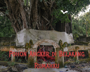 Pohon Angker di Belakang Rumahku