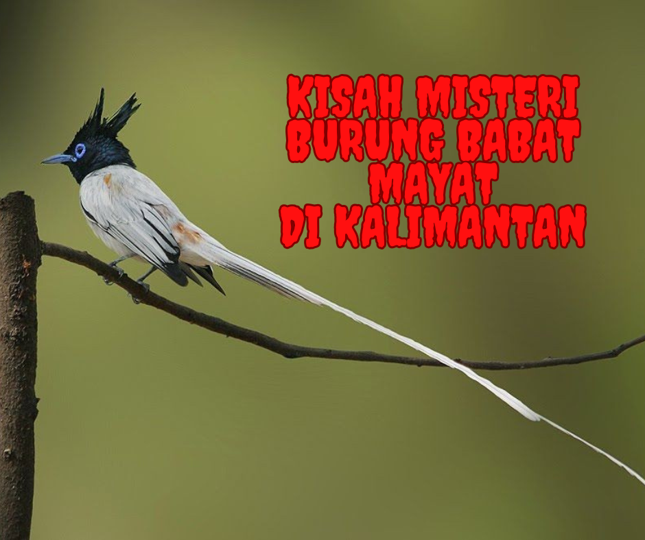 Misteri Burung Babat Mayat di Kalimantan