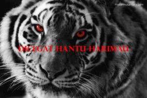 Dicegat Hantu Harimau