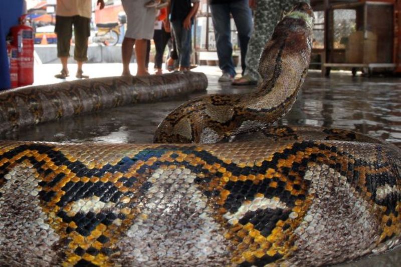 Sosok Siluman Ular Datang ke Makam Pemujanya