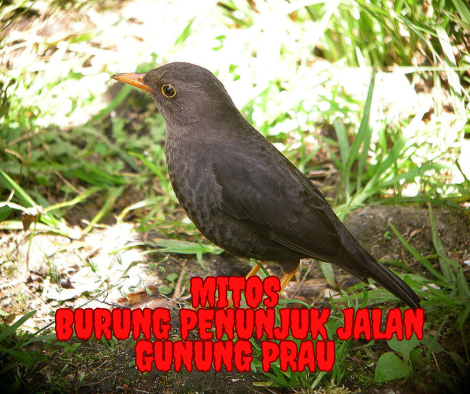 Mitos Burung Penunjuk Jalan Gunung Prau